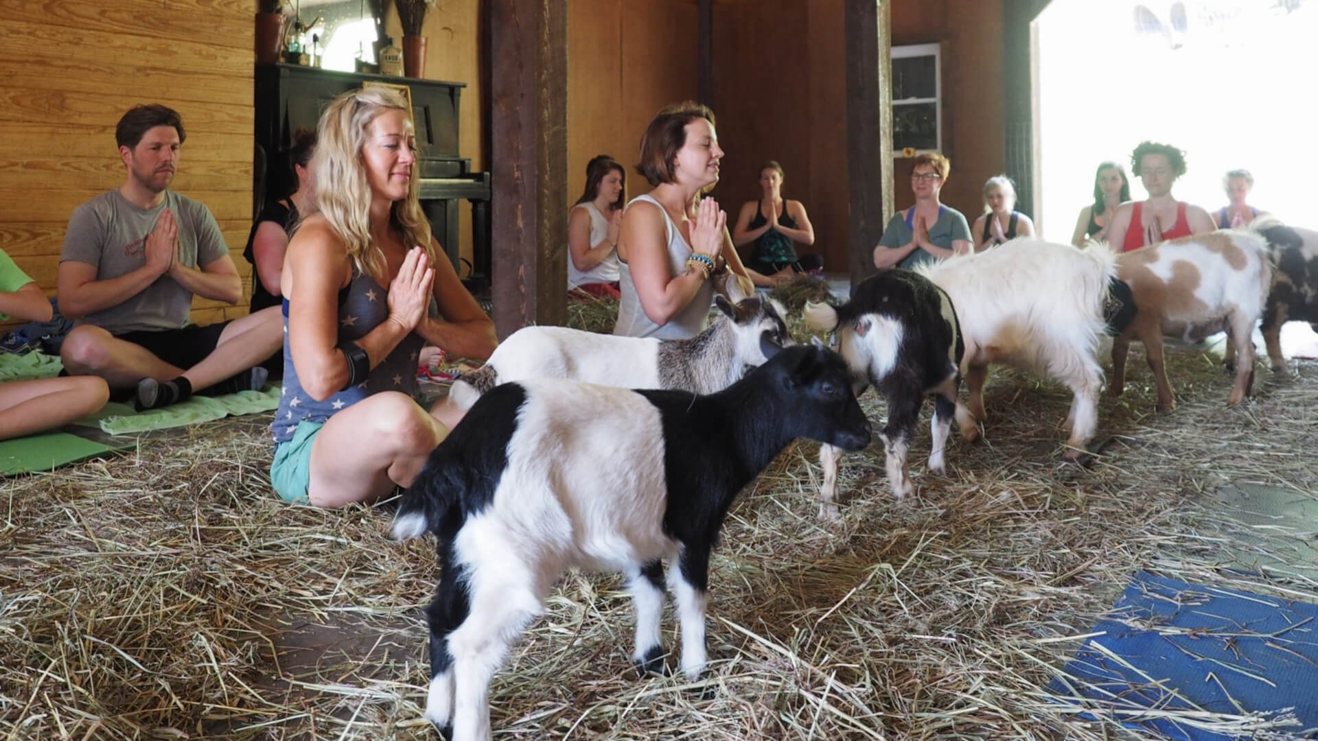 Goat yoga class at a farm outside Asheville, NC.
