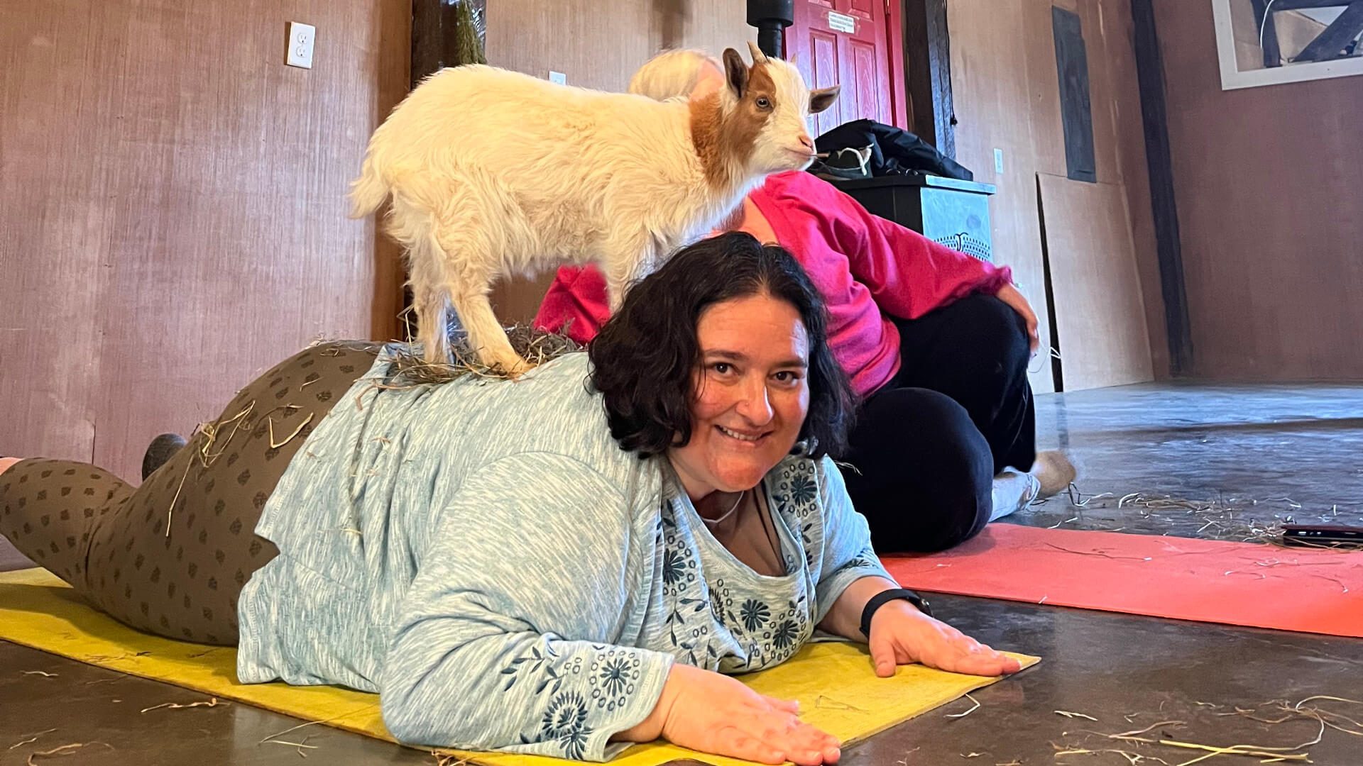 Downward dog yoga pose with small goat on top at indoor goat yoga session.