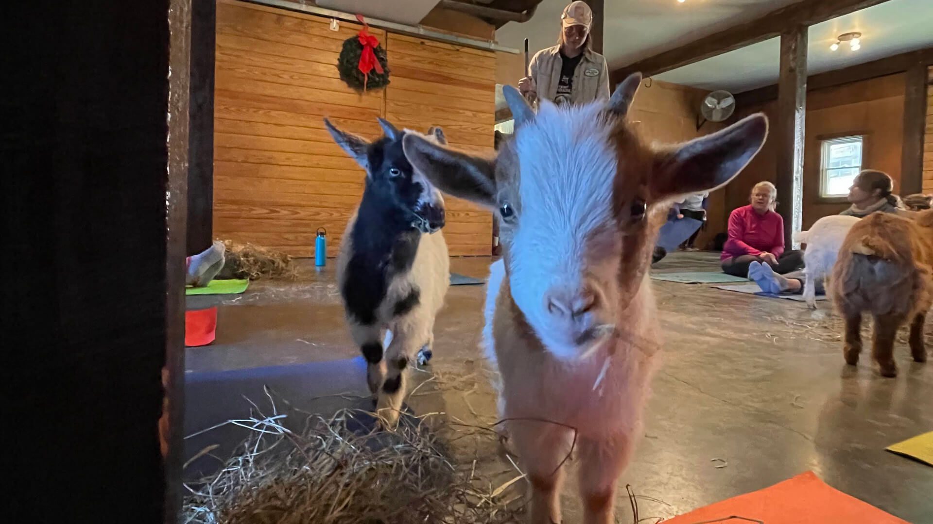 Close up of two small goats at indoor goat yoga session.
