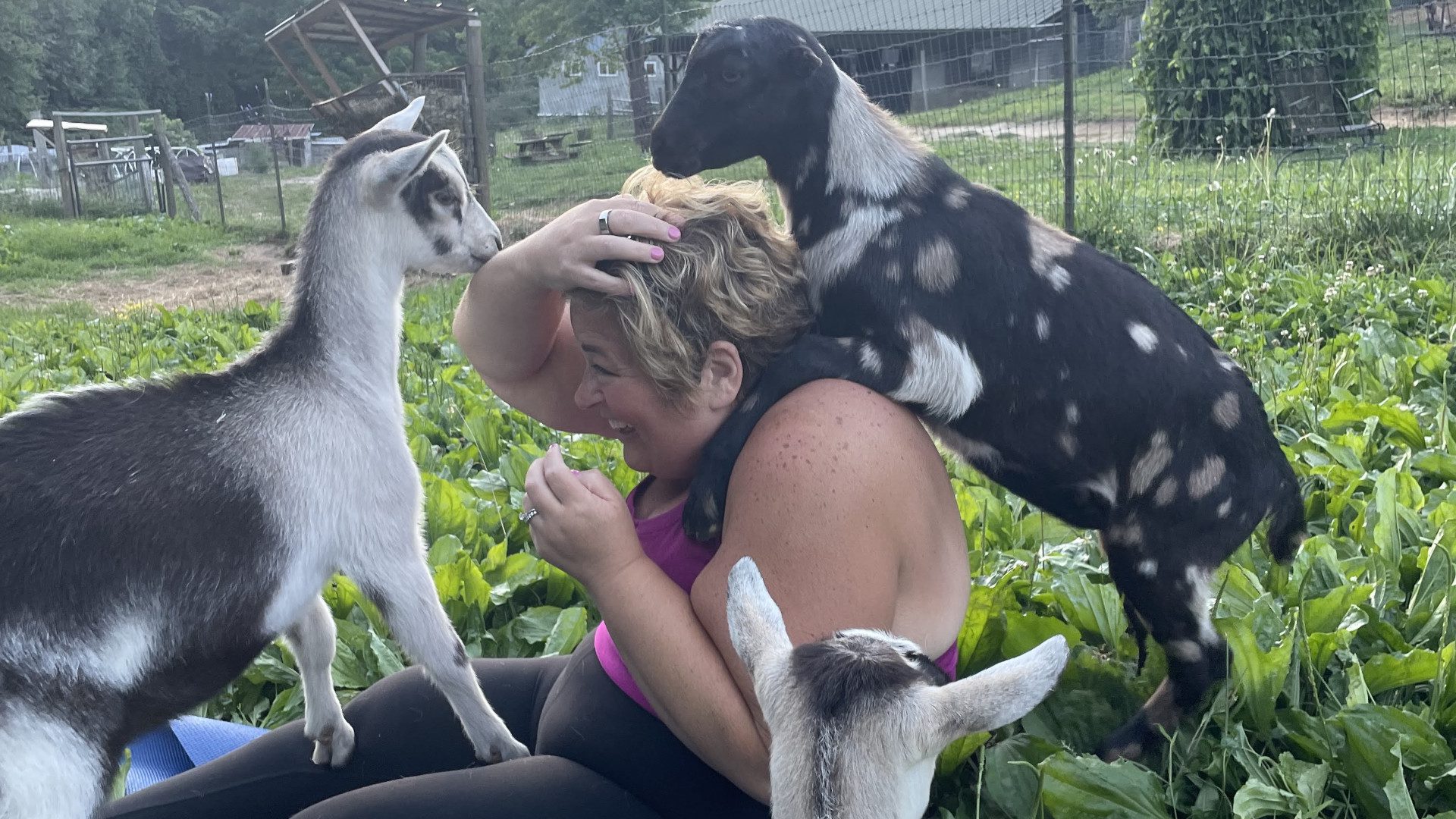 Goats pile on to woman at goat yoga.