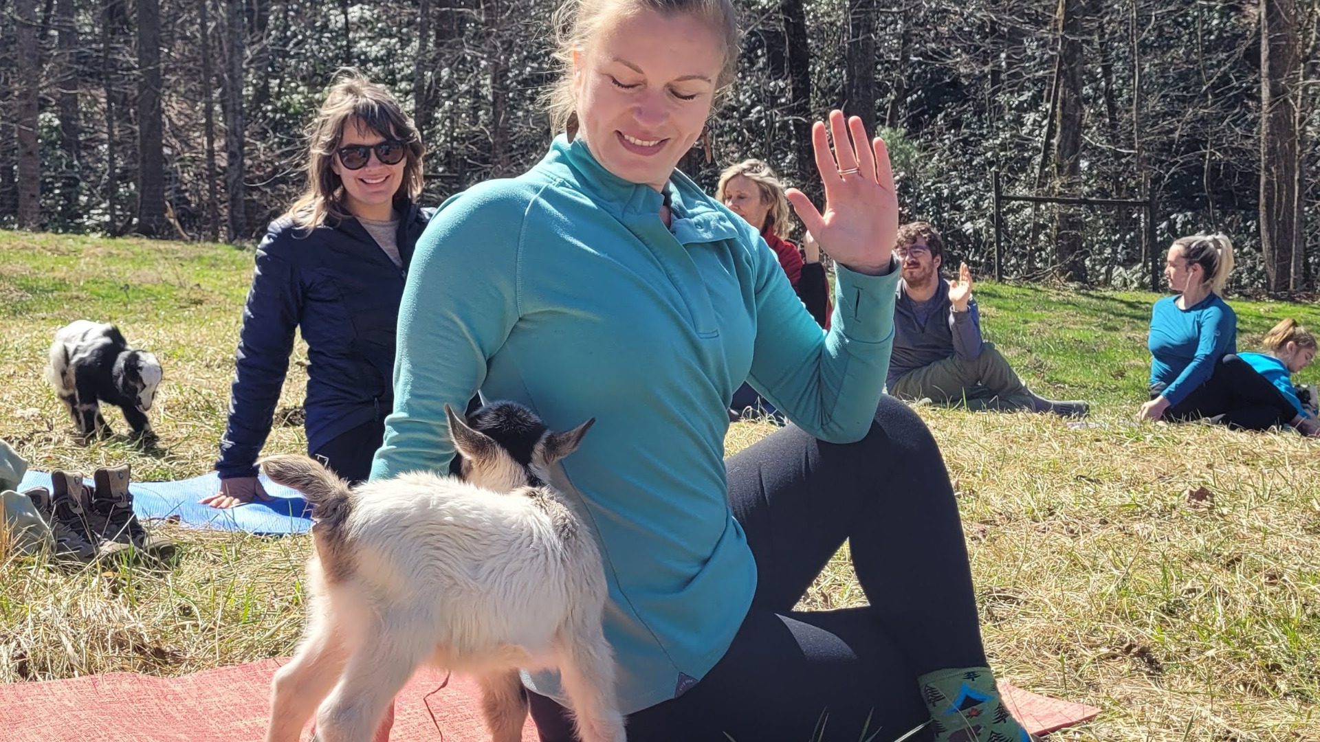 Curious baby goat approaches woman doing yoga.