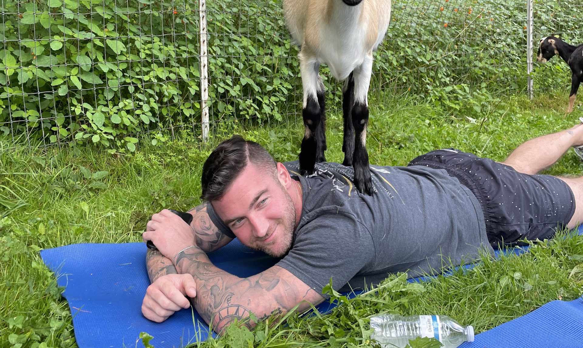 Goat standing on back of man during a goat yoga session for bachelor party.