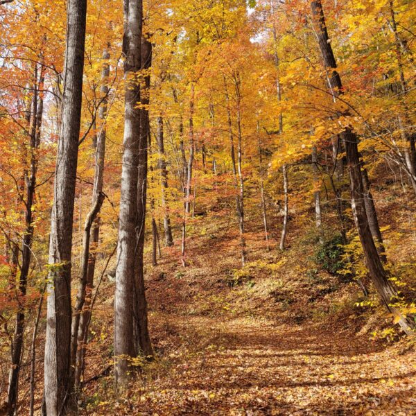 Fall wellness experience in the Blue Ridge Mountains near Asheville, NC